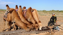 Mongolsky chov zvierat
